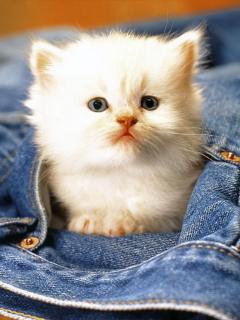 Other Wallpapers 0533